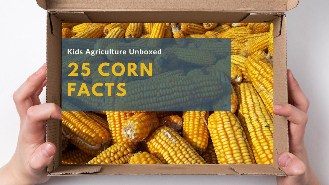 25 Corn Facts and U.S. Corn Industry Insights