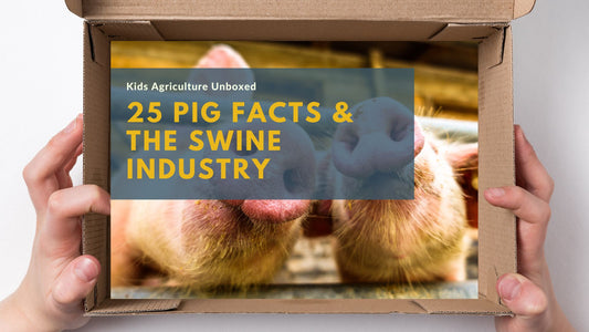 25 Amazing Pig Facts and Teaching Youth About the Swine Industry