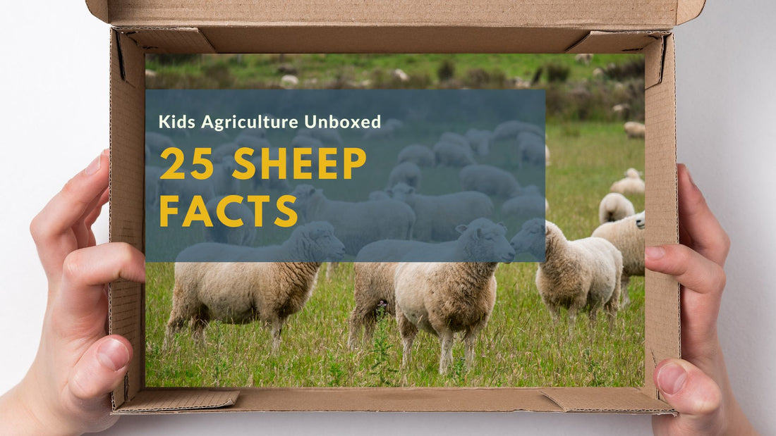 25 Sheep Facts and U.S. Sheep Industry Insights