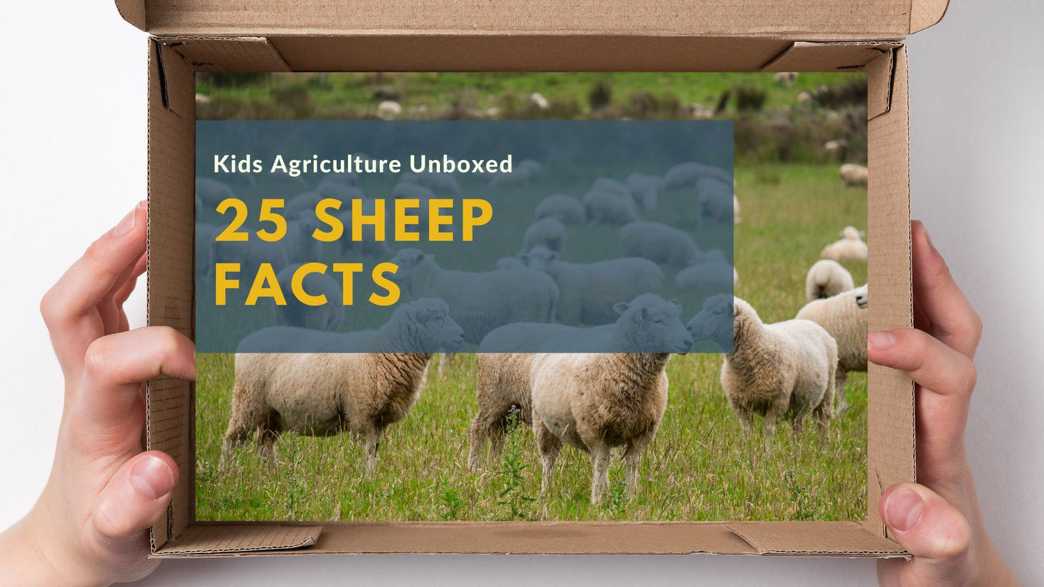 25 Sheep Facts and U.S. Sheep Industry Insights – Agriculture Unboxed ...