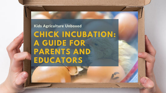 Chick Incubation: A Guide for Parents and Educators