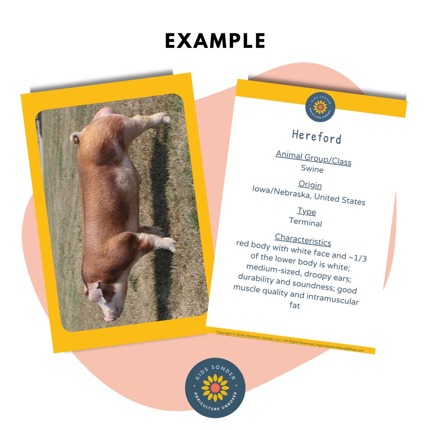 swine breed identification flashcards hereford