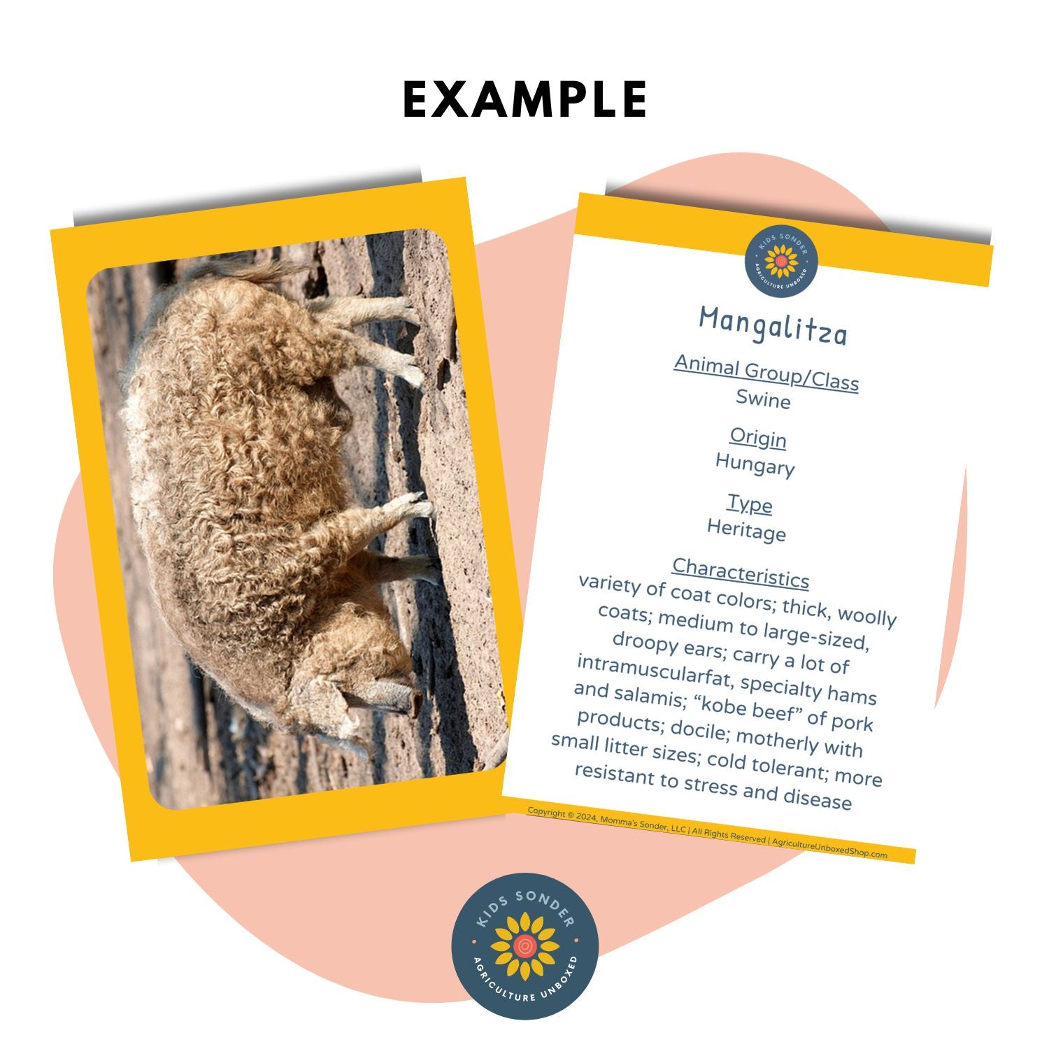 pig breed identification flashcards Mangalitza