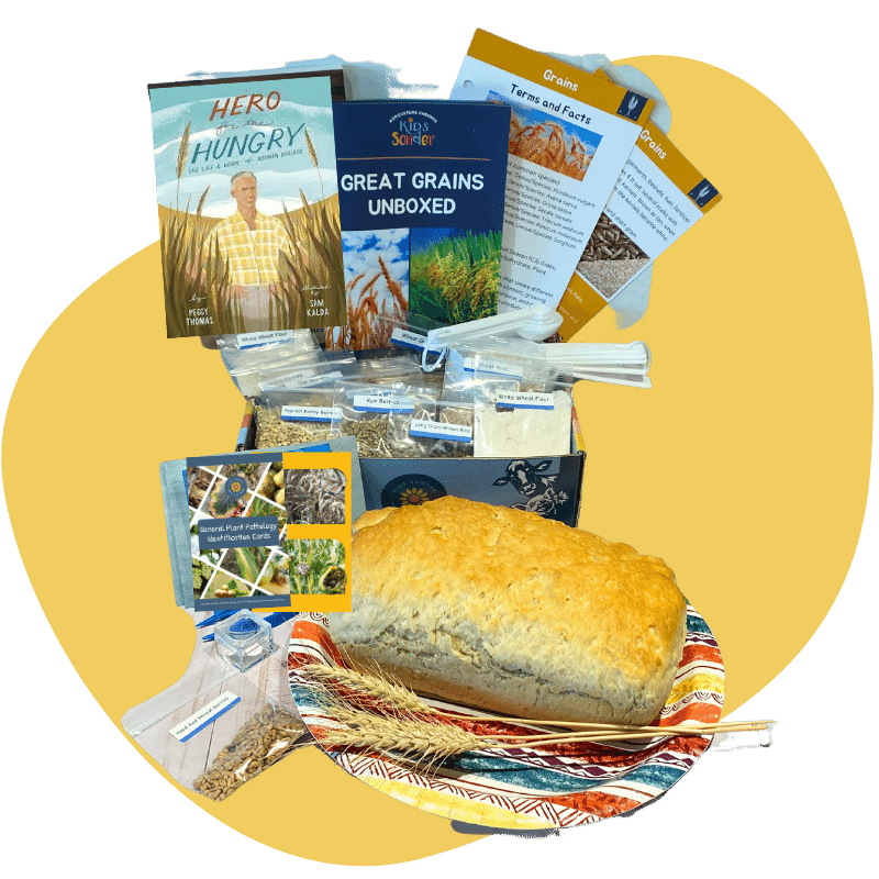 kids grain crop education learning kit