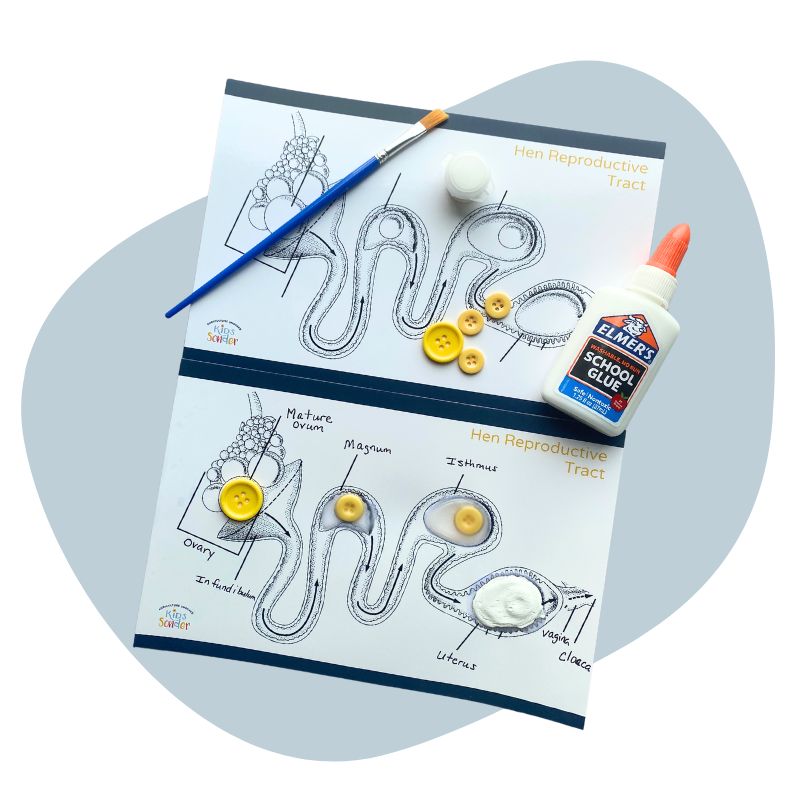 Egg Formation Model