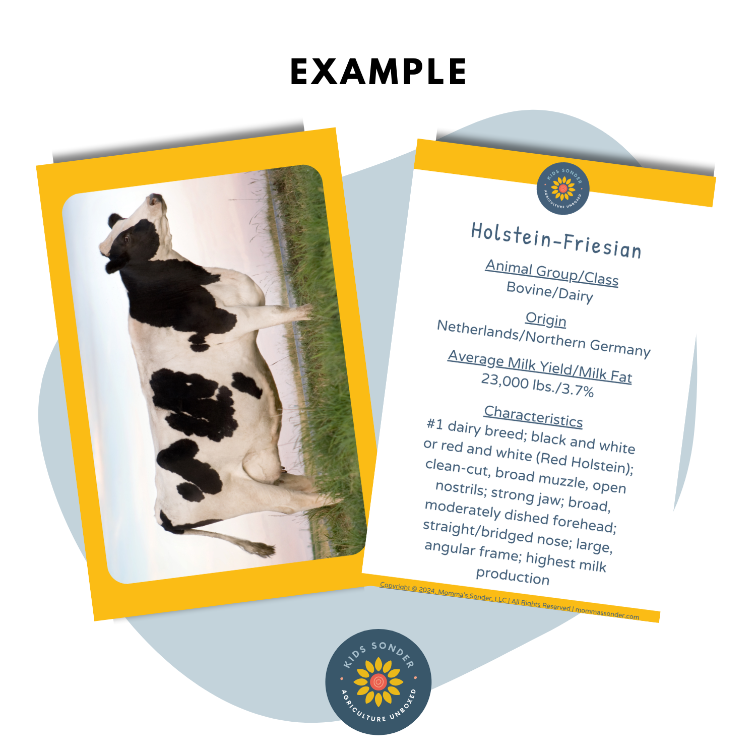 dairy and beef cattle breed flashcards Holstein