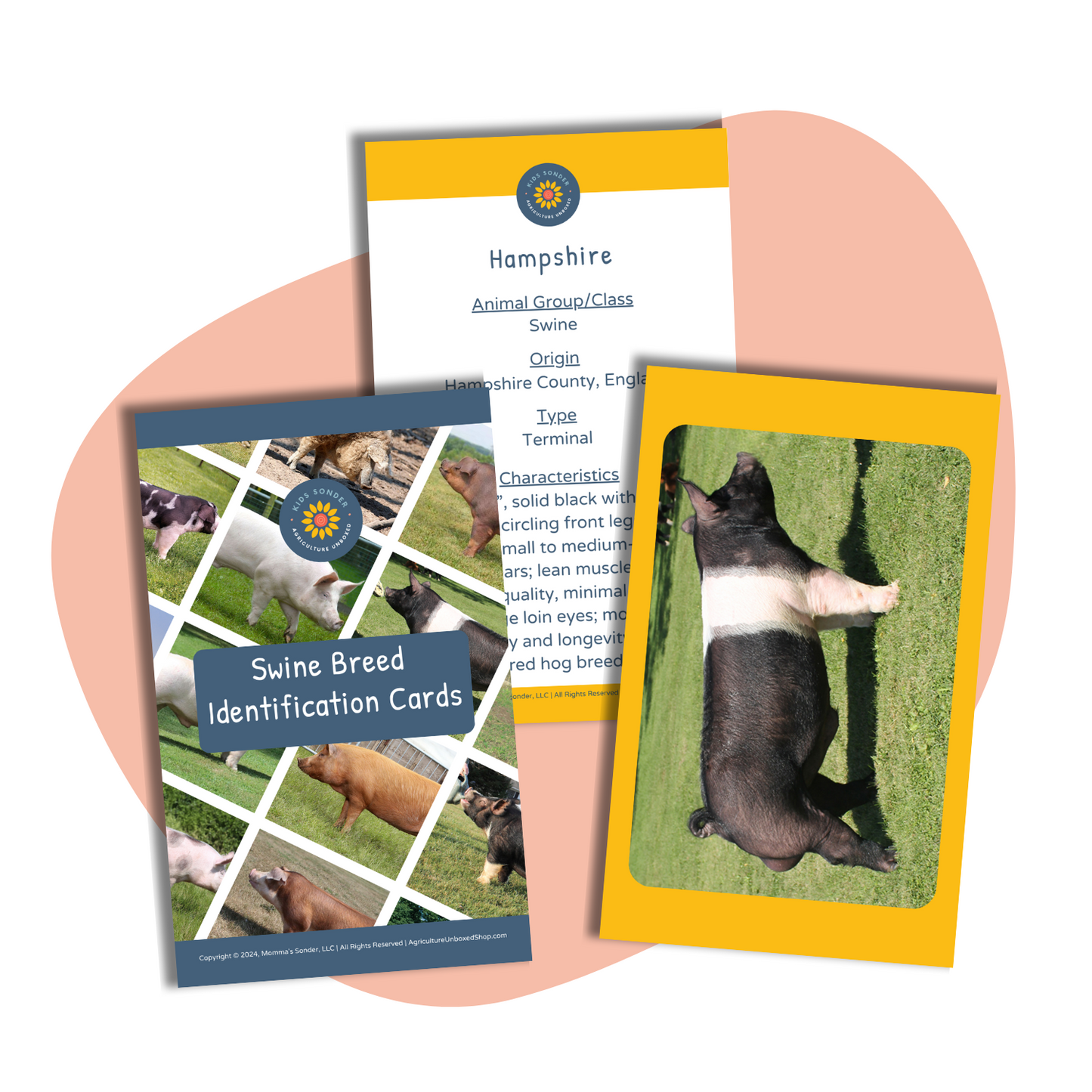 pig breed identification flashcards hampshire