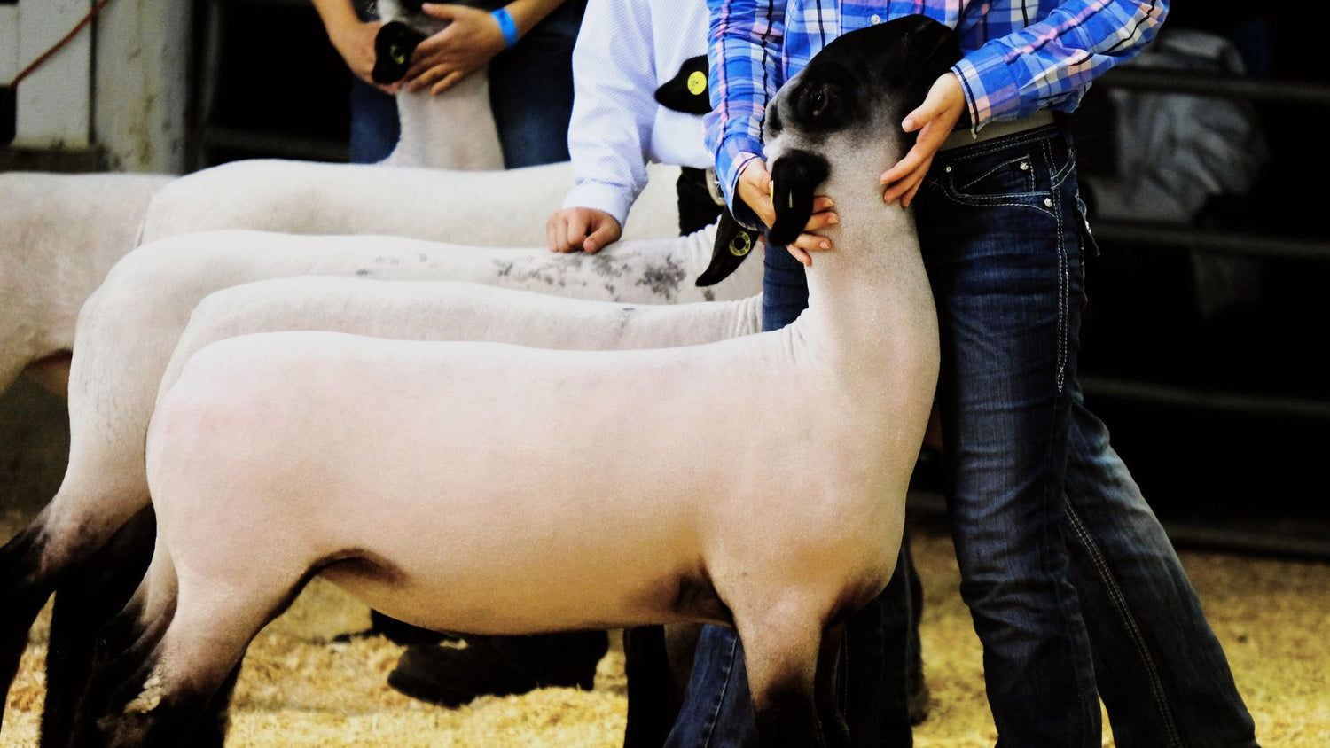 livestock sheep show